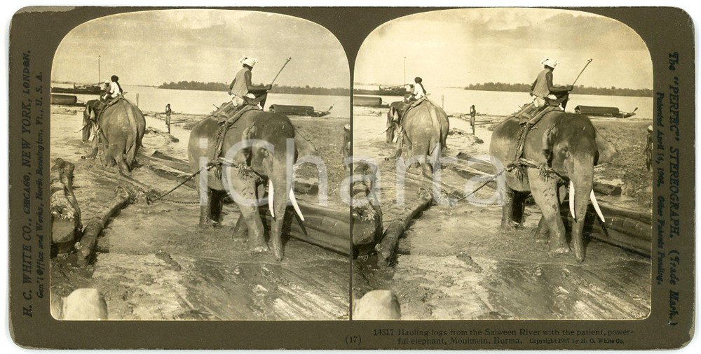 1907 MOULMEIN (BURMA) Hauling logs from Salween River with elephant - Stereoview Fotografia stereoscopica d'epoca, su cartoncino rigido.Didascalia originale: "Hauling logs from the Salween River with the patient, powerful elephant, Moulmein, Burma".EDITORE: H. C. White, USA FORMATO: 18x9 cmCONDIZIONI: G (minima mancanza di pellicola al lato superiore)    originale e autentica 1