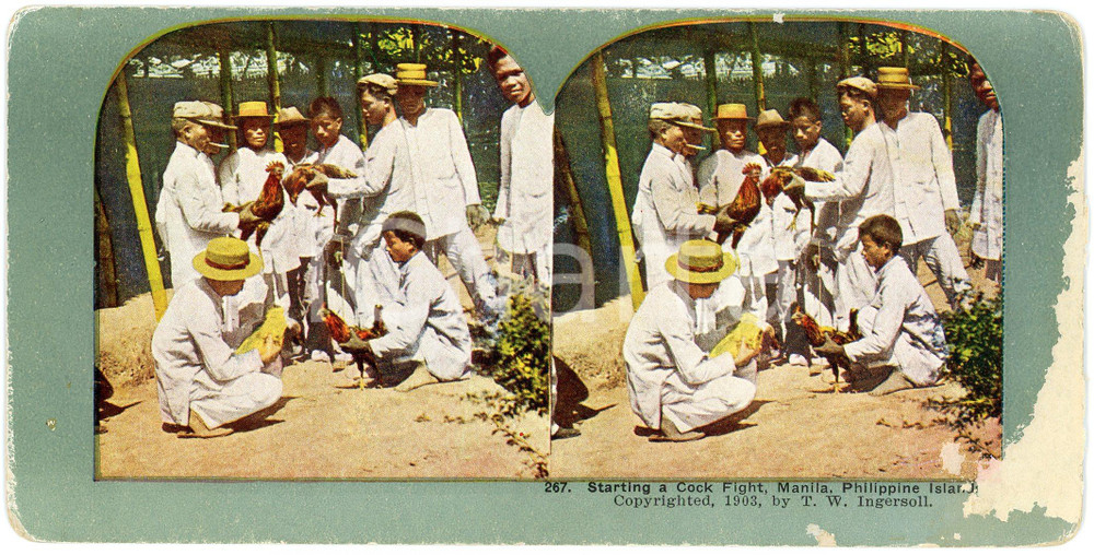 1903 MANILA (PHILIPPINE ISLANDS) Starting a Cock Fight - Coloured Stereoview 267 Fotografia stereoscopica d'epoca, su cartoncino.FOTOGRAFO: Truman Ward Ingersoll - USAFORMATO: 18x9 cmCONDIZIONI: POOR (abrasione al lato destro)    originale e autentica 1