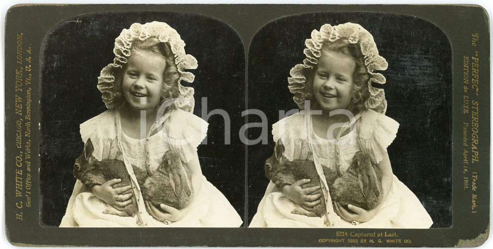 1904 USA CHILDREN Little girl and rabbits - Captured at last - Stereoview WHITE Fotografia stereoscopica d'epoca, su cartoncino rigido.EDITORE: H. C. White, USA FORMATO: 18x9 cmCONDIZIONI: G     originale e autentica 1