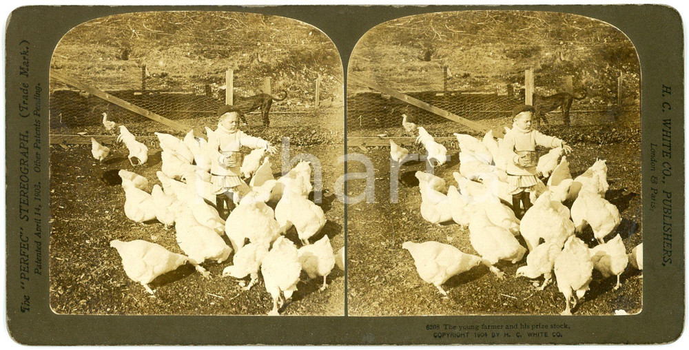 1904 USA CHILDREN The young farmer and his prize stock - Stereoview WHITE Fotografia stereoscopica d'epoca, su cartoncino rigido.EDITORE: H. C. White, USA FORMATO: 18x9 cmCONDIZIONI: G     originale e autentica 1