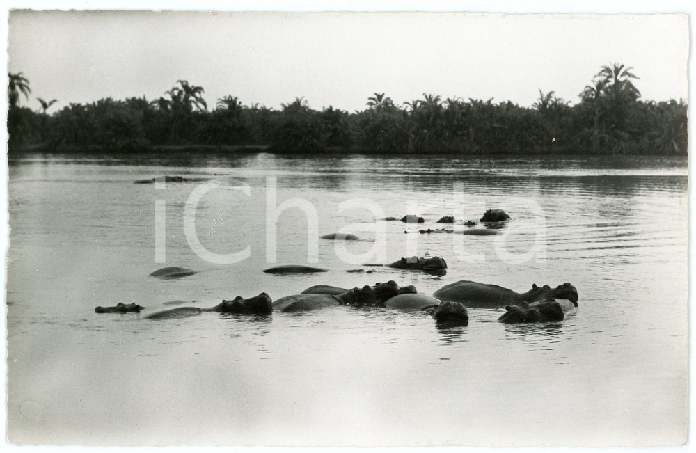 1956 KIVU (CONGO BELGE) Hippopotames au bain - Vintage postcard RPPC  Cartolina postale d'epoca, viaggiata.CONDIZIONI: G (minima sbrecciatura al lato superiore)FORMATO: FP    originale e autentica 1