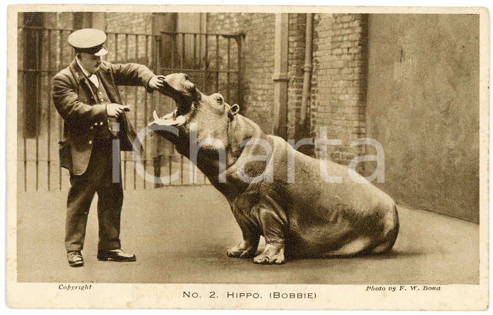 1929 ANIMALS Hippo  Bobbie - Gardens of Zoological Society of London *Postcard  Cartolina postale d'epoca, viaggiata.CONDIZIONI: F (piccola piega all'angolo superiore sinistro)FORMATO: FP    originale e autentica 1