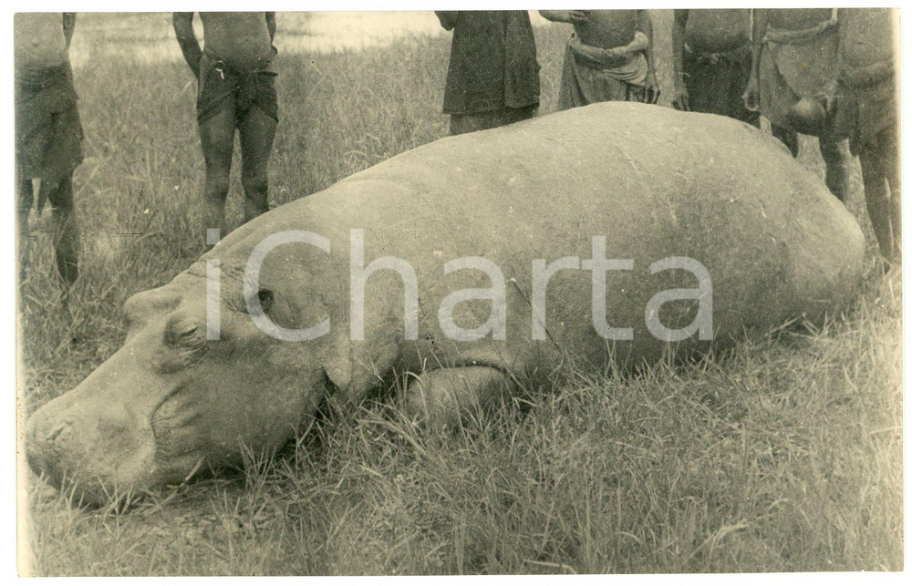 1920 ca AFRICA HUNTING Dead hippo - Indigenous hunters - Vintage postcard RPPC  Fotgrafia seriale d'epoca, in formato cartolina postale, scritta ma non viaggiata.CONDIZIONI: G FORMATO: FP    originale e autentica 1