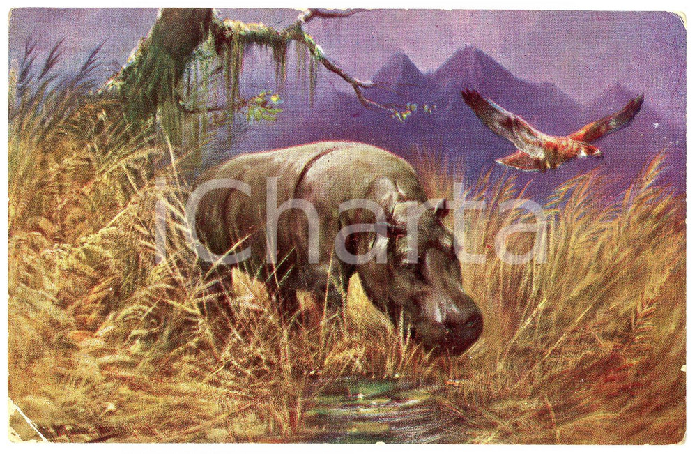 1910 ANIMALS Hippopotamus in the savanna with a vulture - Vintage postcard  Cartolina postale d'epoca, viaggiata.CONDIZIONI: POOR (piegatura e abrasione all'angolo inferiore sinistro; minimo residuo di colla in superficie al lato destro)FORMATO: FP    originale e autentica 1