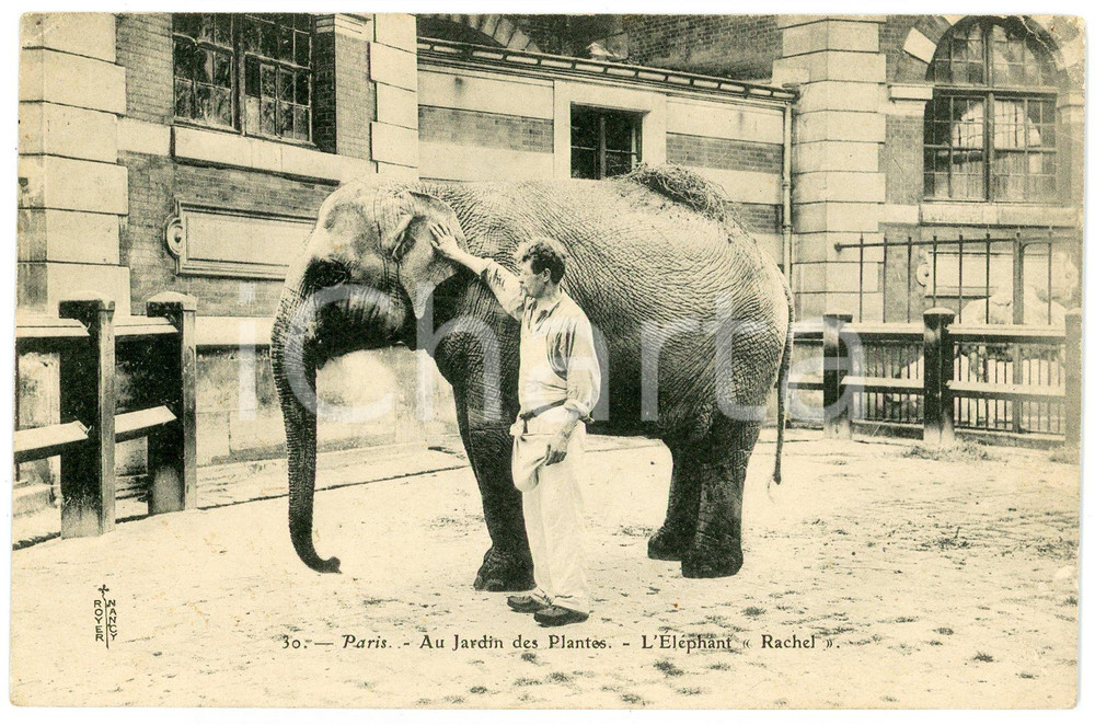 1907 PARIS - FRANCE Jardin des plantes - L'éléphant - Carte postale FP VG  Cartolina d'epoca, viaggiata. FAIR/discreto Lievi smussature agli angoli Formato: FP originale e autentica 1