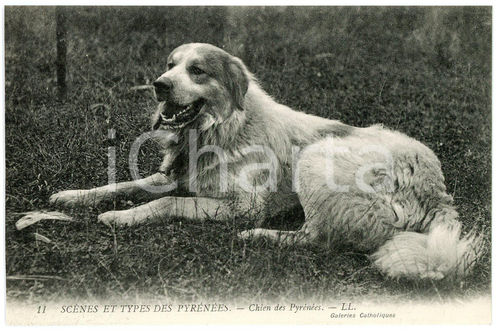 1910 ca SCÈNES ET TYPES DES PYRÉNÉES - Chien des Pyrénées - Dog - Postcard  Cartolina postale d'epoca, non viaggiata.CONDIZIONI: GFORMATO: FP    originale e autentica 1