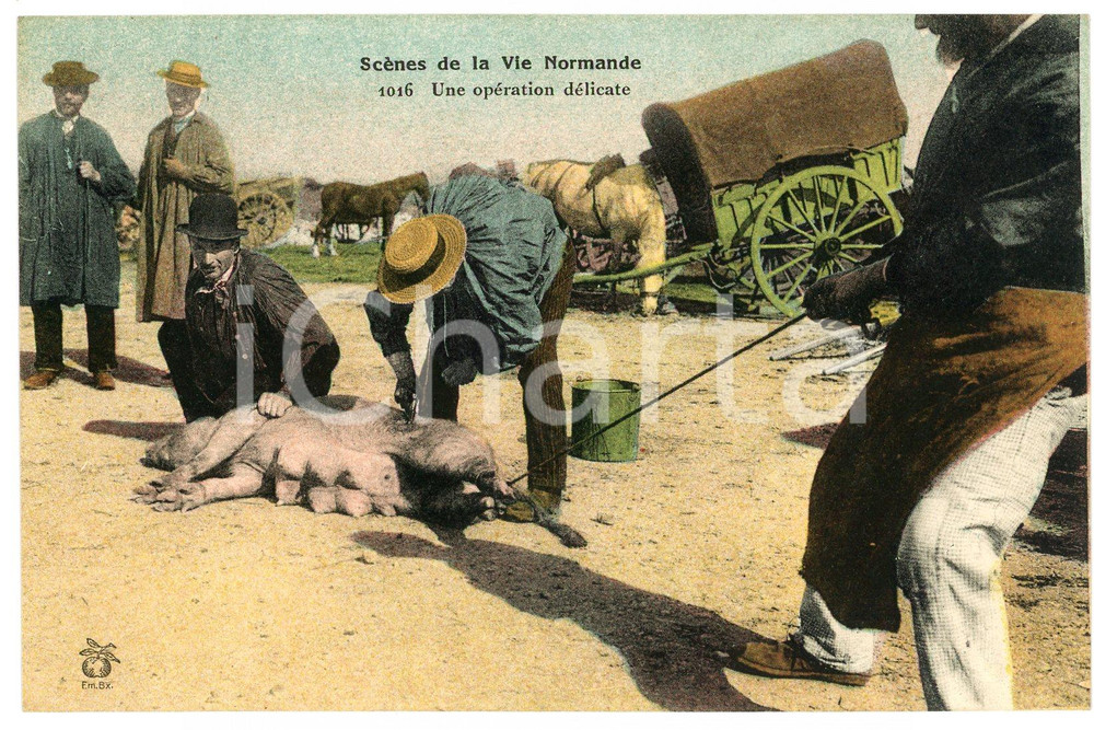 Cartolina originale da collezione 1910 ca NORMANDIE ScÃ¨nes de la Vie Normande  OpÃ©ration dÃ©licate  Carte postale 1
