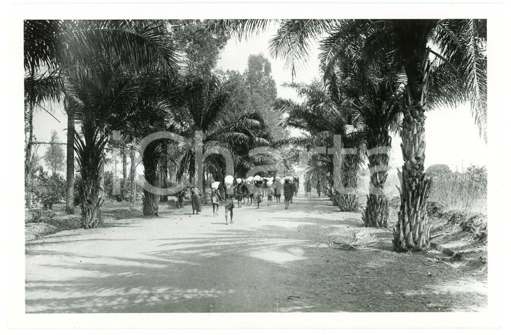 1918 BURUNDI - USUMBURA - Une allée *Photo REPRINT 1950 ANIMEE  Fotografia d'epoca, scattata nel 1918, ma ristampata nel 1950 circa, con didascalia originale dell'agenzia al verso.FOTOGRAFO: E. Gourdinne - CongopresseCONDIZIONI: GFORMATO: 18x12 cm     originale e autentica 1