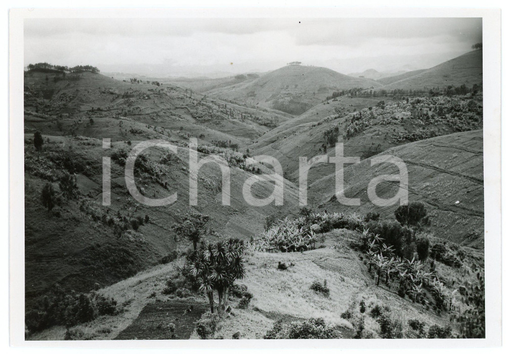 1946 RUANDA - RUHENGERI - Bananeraies sur les collines - Photo LEBIED 18x12 cm  Fotografia d'epoca, che reca al verso la didascalia originale.FOTOGRAFO: Lebied - CongopresseCONDIZIONI: G FORMATO: 18x12 cm     originale e autentica 1