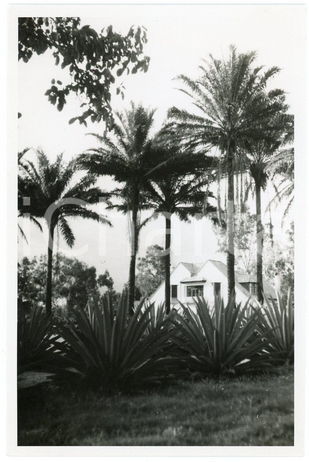 1946 CONGO - GOMA - Maison près du Lac KIVU - Photo E. LEBIED 18x12 cm  Fotografia d'epoca, che reca al verso la didascalia originale.FOTOGRAFO: E. Lebied - CongopresseCONDIZIONI: GFORMATO: 12x18 cm     originale e autentica 1