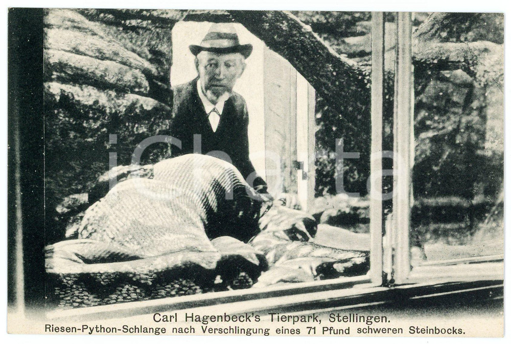 1910 ca STELLINGEN Carl Hagenbeck's Tierpark - Python - Postcard FP NV  Cartolina postale d'epoca, non viaggiata. FAIR/discreto Lievi smussature agli angoli Formato: FP originale e autentica 1