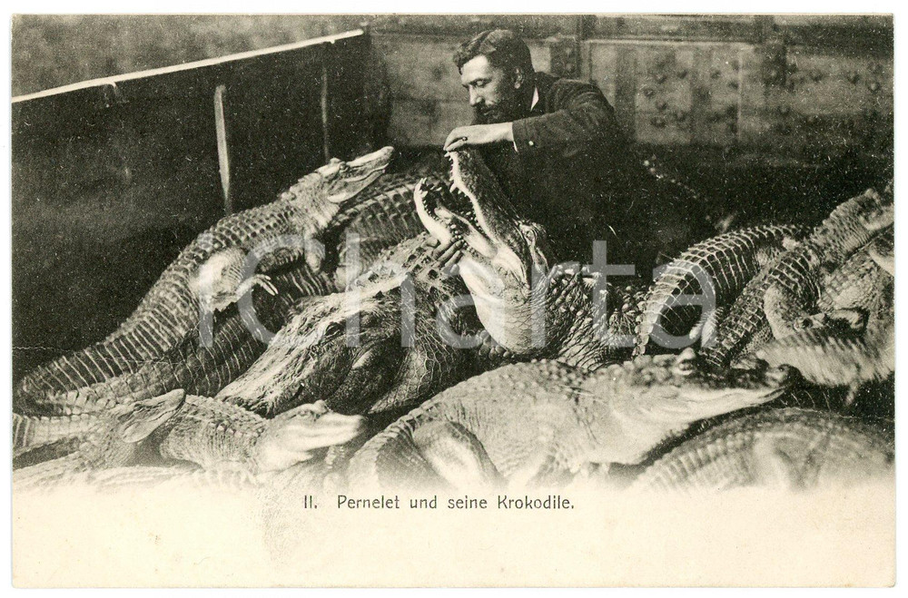 1900 ca CIRCUS Mr. Pernelet und seine krokodile - Postcard FP NV  Cartolina d'epoca, non viaggiata. FAIR/discreto Smussature agli angoli Formato: FP originale e autentica 1