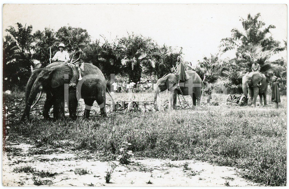 1920 ca CONGO BELGE Elephants plowing the land -  Postcard FP NV  Cartolina postale d'epoca, non viaggiata.CONDIZIONI: GOODFORMATO: FP    originale e autentica 1