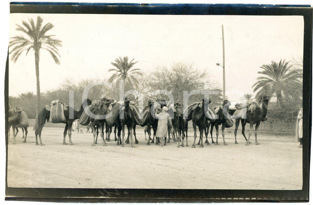 1920 ca ALGERIA - Carovana di cammelli - Foto VINTAGE 14x9 cm (3)  Fotografia d'epoca. GOOD/buono margine sinistro rifilato Formato: 14x9 cm originale e autentica 1