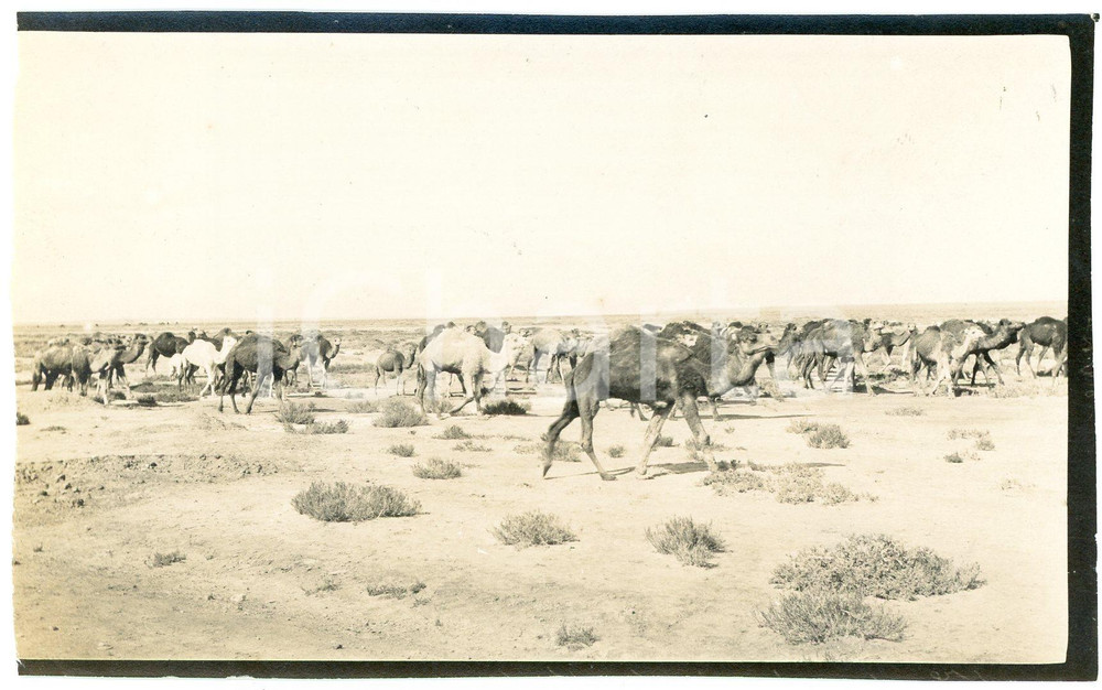 1920 ca ALGERIA - Carovana di cammelli  - Foto VINTAGE 14x9 cm (1)  Fotografia d'epoca. GOOD/buono margine sinistro rifilato Formato: 14x9 cm originale e autentica 1