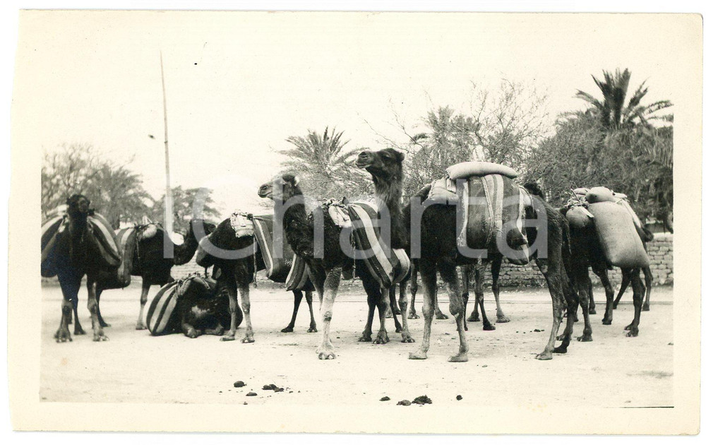 1920 ca ALGERIA - Carovana di cammelli  - Fotografia VINTAGE 14x9 cm (2)  Fotografia d'epoca. GOOD/buono margine sinistro rifilato Formato: 14x9 cm originale e autentica 1