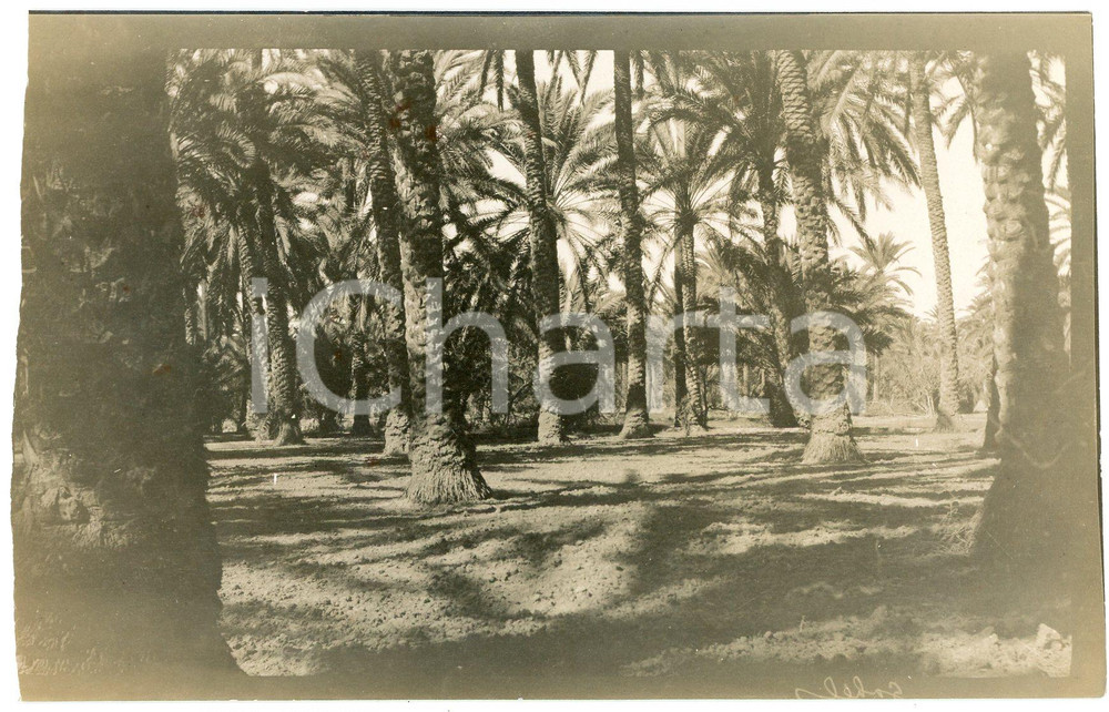 1920 ca ALGERIA - Palmeto in un'oasi - Foto VINTAGE 14x9 cm  Fotografia d'epoca. GOOD/buono margine sinistro rifilato Formato: 14x9 cm originale e autentica 1