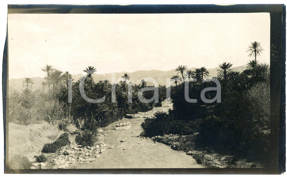 1920 ca ALGERIA - Palmeto presso un'oasi - Foto VINTAGE 14x9 cm  Fotografia d'epoca. GOOD/buono margine sinistro rifilato Formato: 14x9 cm originale e autentica 1