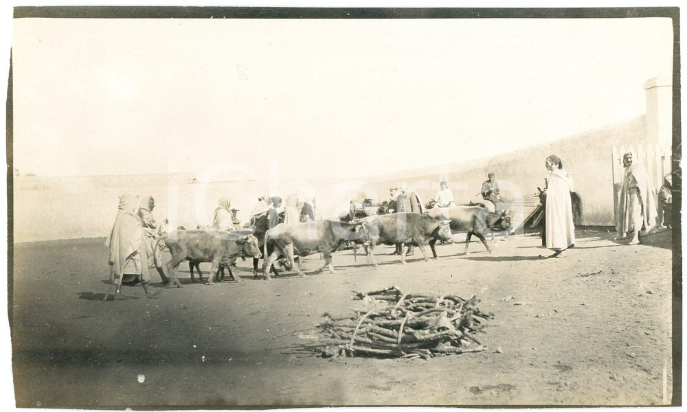 1920 ca ALGERIA - Mercato di bestiame  - Foto VINTAGE 14x9 cm (1)  Fotografia d'epoca. GOOD/buono margine sinistro rifilato Formato: 14x9 cm originale e autentica 1