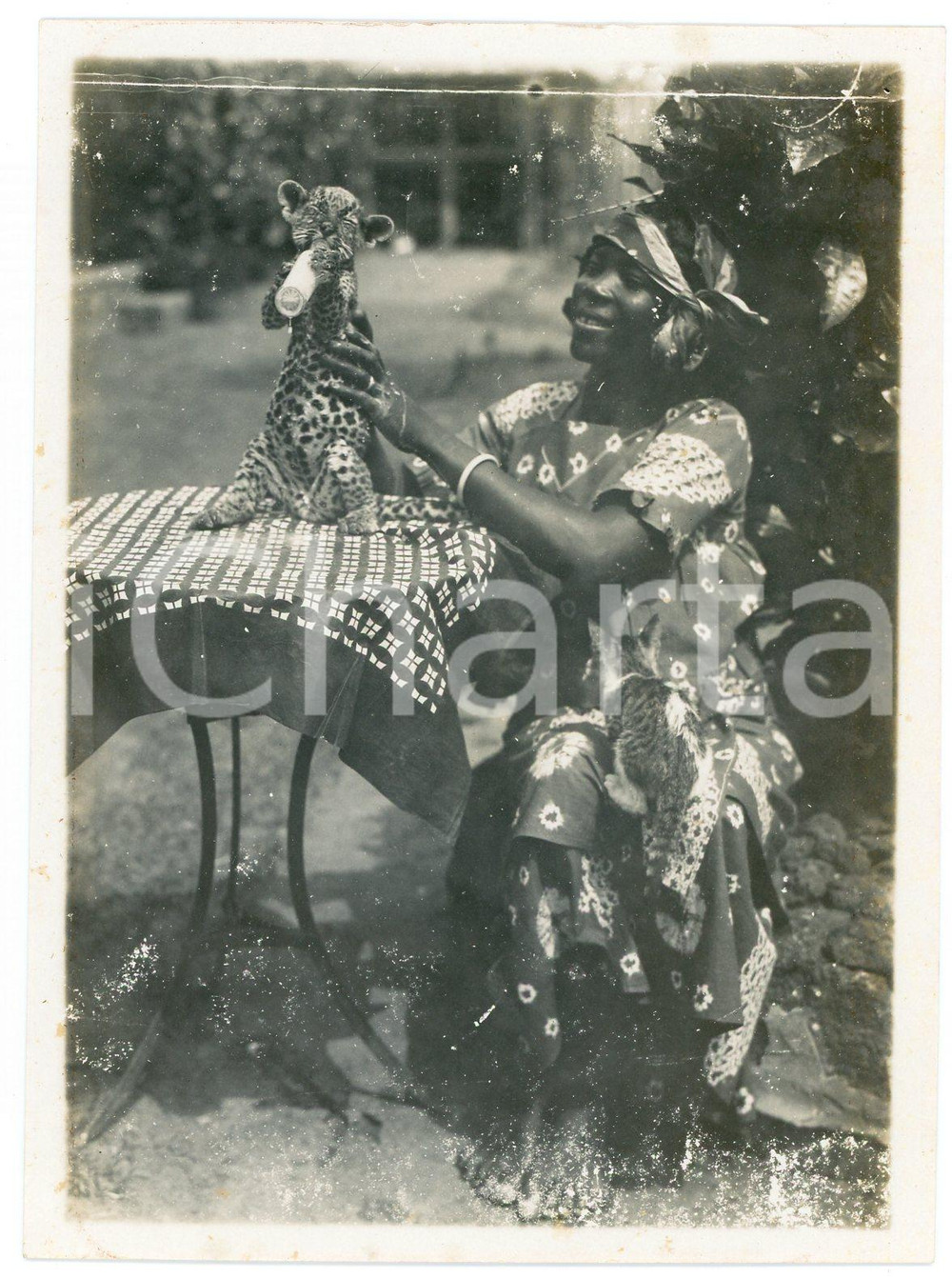 1940 ca. CONGO BELGE Woman giving a bottle of milk to baby leopard - Photo 9x13  Fotografia d'epoca. FAIR/discreto Lievi fioriture Formato: 9x13 cm originale e autentica 1