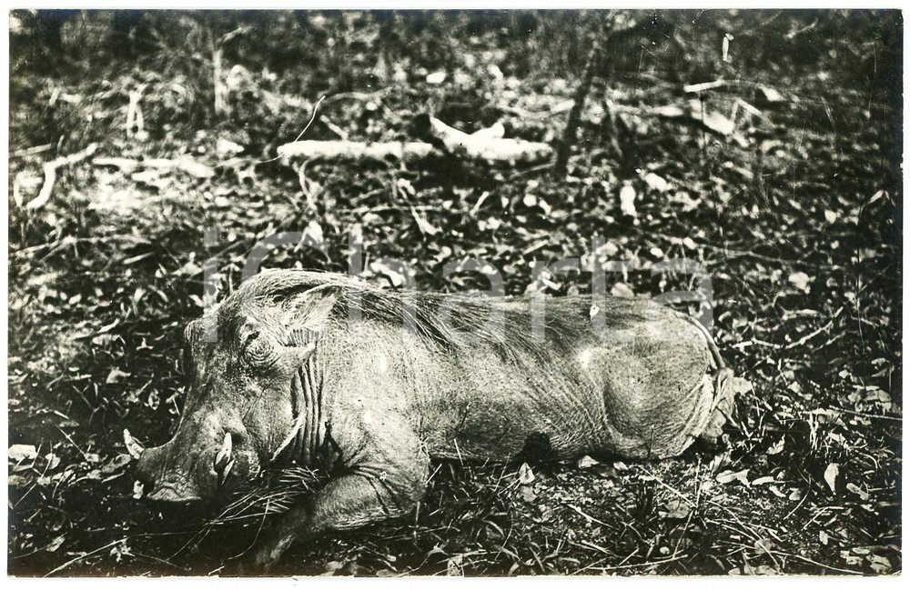 1930 ca CONGO BELGE - CHASSE - Phacochère mort - Photo Léopold GABRIEL Fotografia originale d'epoca, in formato cartolina postale, con didascalia manoscritta al verso.FOTOGRAFO: L&eacute;opold Gabriel - Elisabethville  GOOD/buono  Formato: 14x9 cm originale e autentica 1