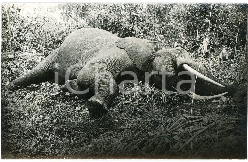 1930 ca CONGO BELGE - CHASSE - Eléphant mort - Photo Léopold GABRIEL Fotografia originale d'epoca, in formato cartolina postale, con didascalia manoscritta al verso.FOTOGRAFO: L&eacute;opold Gabriel - Elisabethville  GOOD/buono  Formato: 14x9 cm originale e autentica 1