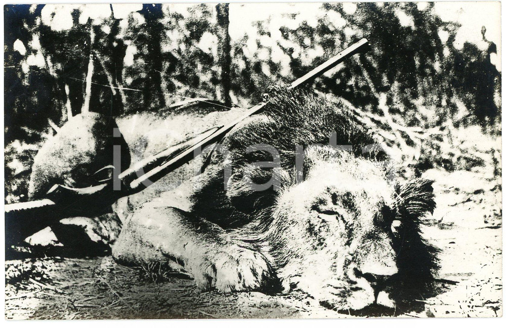 1930 ca CONGO BELGE - CHASSE - Lion mort - Photo Léopold GABRIEL Fotografia originale d'epoca, in formato cartolina postale, con didascalia manoscritta al verso.FOTOGRAFO: L&eacute;opold Gabriel - Elisabethville  GOOD/buono ma difetto di stampa Formato: 14x9 cm originale e autentica 1