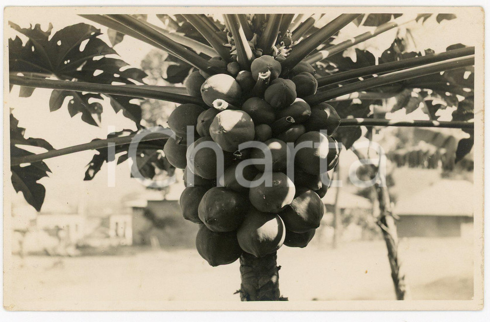 1930 ca CONGO BELGE - NATURE - Papayer *Photo Léopold GABRIEL Fotografia originale d'epoca, in formato cartolina postale.FOTOGRAFO: L&eacute;opold Gabriel  GOOD/buono  Formato: 14x9 cm originale e autentica 1