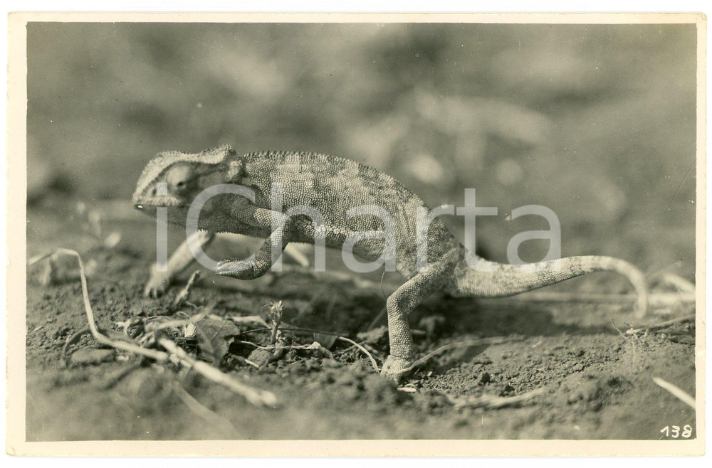 1930 ca CONGO BELGE - FAUNE - Camaléon - Photo L. GABRIEL n°138 Fotografia originale d'epoca, in formato cartolina postale.FOTOGRAFO: L&eacute;opold Gabriel - Panda - Katanga   GOOD/buono  FORMATO: 14x9 cm originale e autentica 1