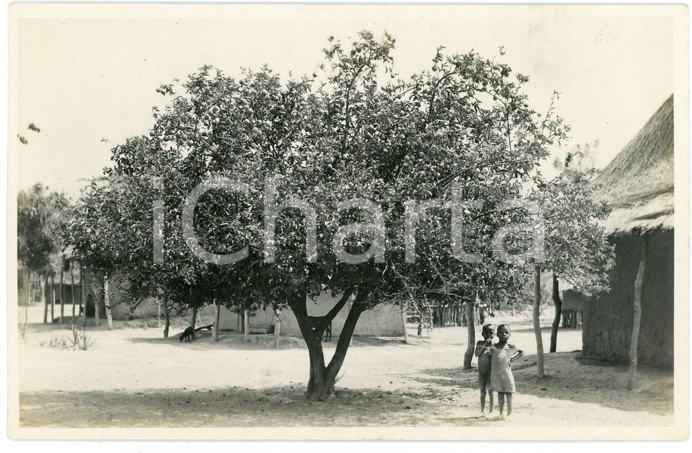 1930 ca CONGO BELGE - Village BUNKEYA Enfants et citronier *Photo L. GABRIEL 214 Fotografia originale d'epoca, in formato cartolina postale.FOTOGRAFO: L&eacute;opold Gabriel - Panda - Katanga  GOOD/buono  Formato: 14x9 cm originale e autentica 1