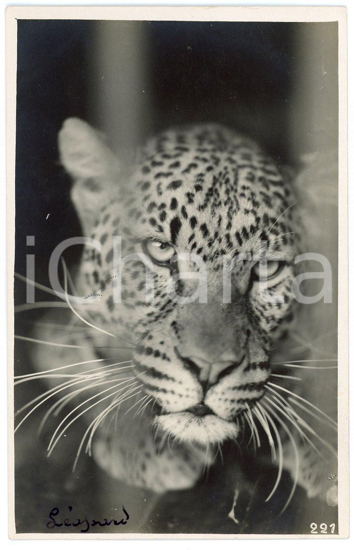 1930 ca CONGO BELGE - Tête de léopard - Photo Léopold GABRIEL 221 Fotografia originale d'epoca, con timbro del fotografo al verso.FOTOGRAFO: L&eacute;opold Gabriel - Elisabethville  GOOD/buono minimi difetti di stampa Formato: 9x14 cm originale e autentica 1