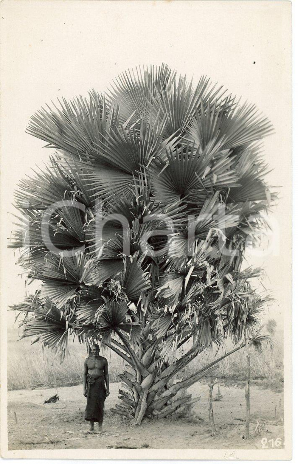 1930 ca CONGO BELGE - Indigène avec palmier - Photo Léopold GABRIEL 216 Fotografia originale d'epoca, con timbro del fotografo al verso.FOTOGRAFO: L&eacute;opold Gabriel - Elisabethville  GOOD/buono lieve piegatura al lato inferiore Formato: 9x14 cm originale e autentica 1