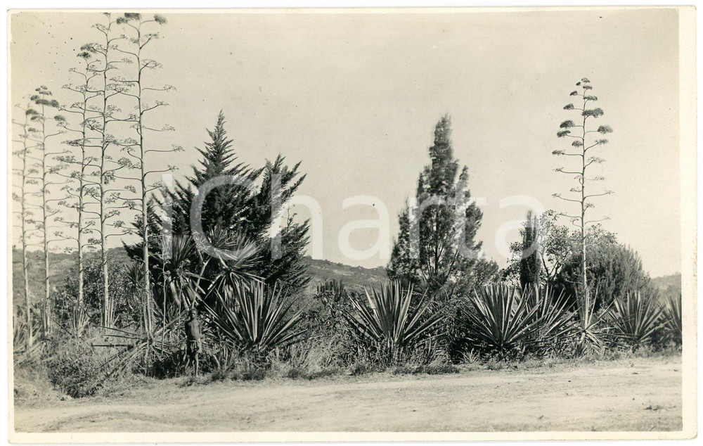 1930 ca CONGO BELGE KANSENIA Jardin de la Mission - Photo Léopold GABRIEL 103 Fotografia originale d'epoca, con didascalia manoscritta al verso.FOTOGRAFO: L&eacute;opold Gabriel - Panda - Katanga  GOOD/buono  Formato: 14x9 cm originale e autentica 1