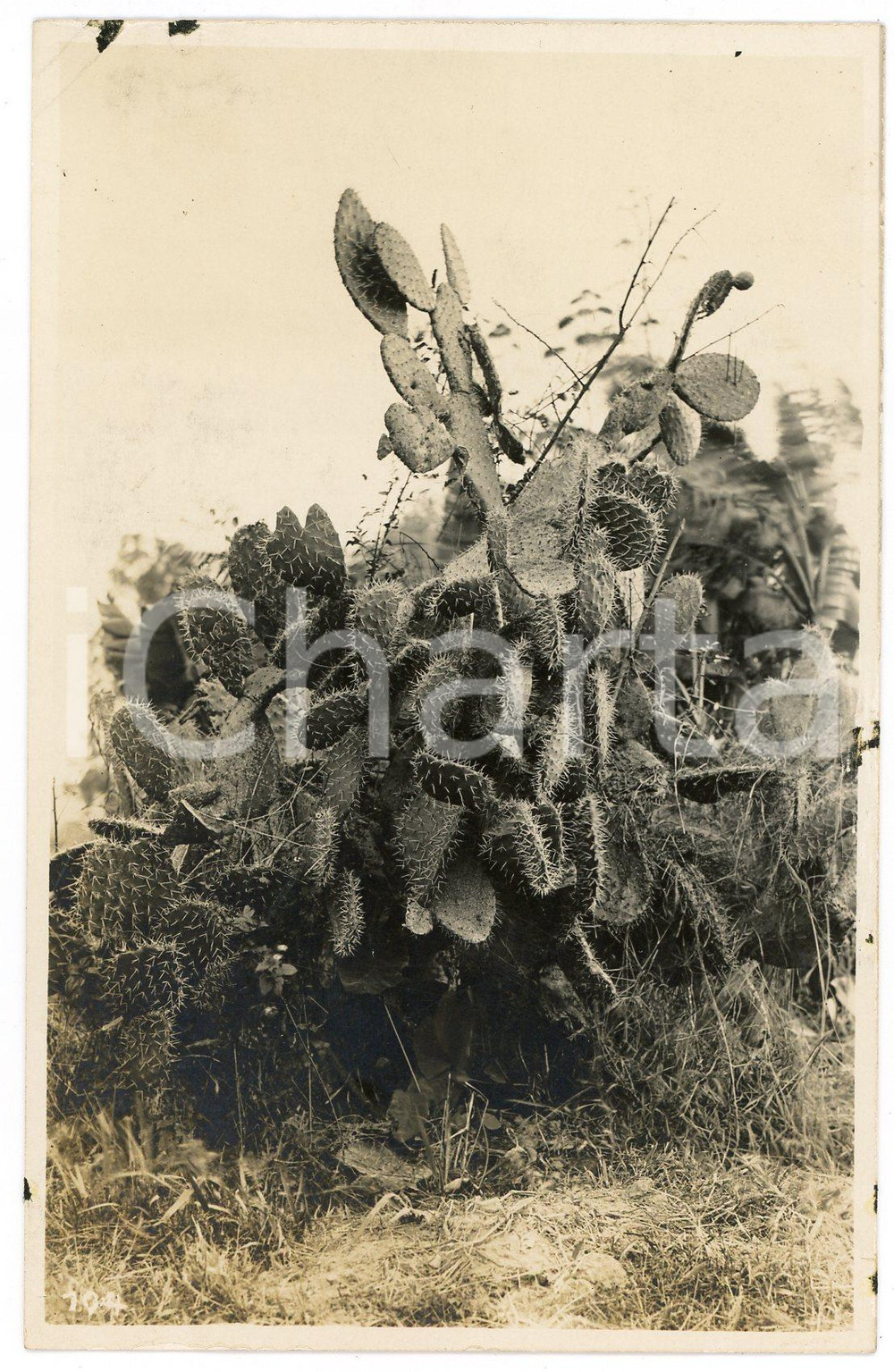 1930 ca CONGO BELGE - FLORA - Cactus - Photo L. GABRIEL 104 Fotografia originale d'epoca, in formato cartolina postale.FOTOGRAFO: L&eacute;opold Gabriel - Panda - Katanga  FAIR/discreto piccoli residui cartacei al lato superiore Formato: 9x14 cm originale e autentica 1