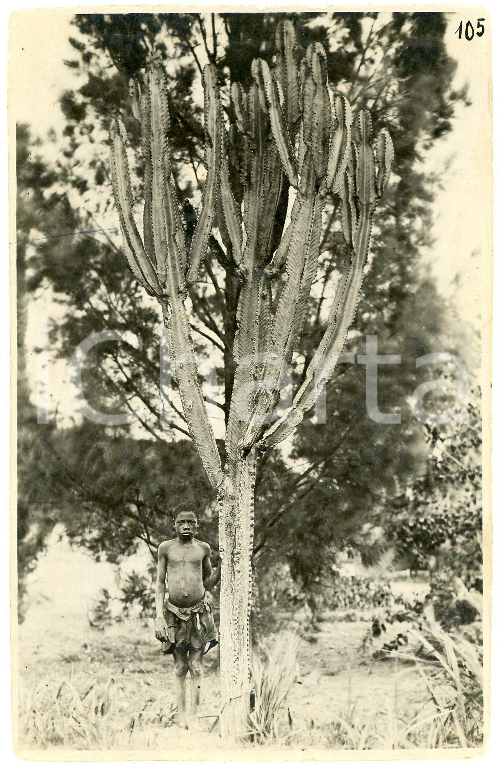 1930 ca CONGO BELGE - Indigène avec cactus - Photo L. GABRIEL 105 Fotografia originale d'epoca.FOTOGRAFO: L&eacute;opold Gabriel - Panda - Katanga  FAIR/discreto smussature angolari Formato: 9x14 cm originale e autentica 1