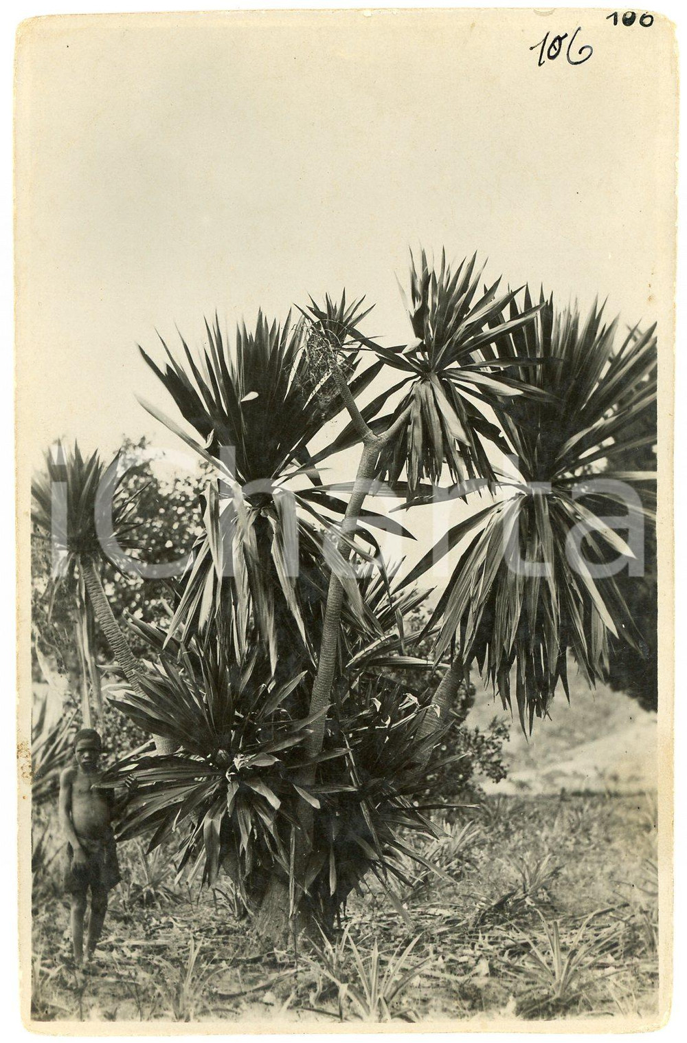 1930 ca CONGO BELGE - Indigène dans la végétation - Photo L. GABRIEL 106 Fotografia originale d'epoca.FOTOGRAFO: L&eacute;opold Gabriel - Panda - Katanga  GOOD/buono  Formato: 9x14 cm originale e autentica 1