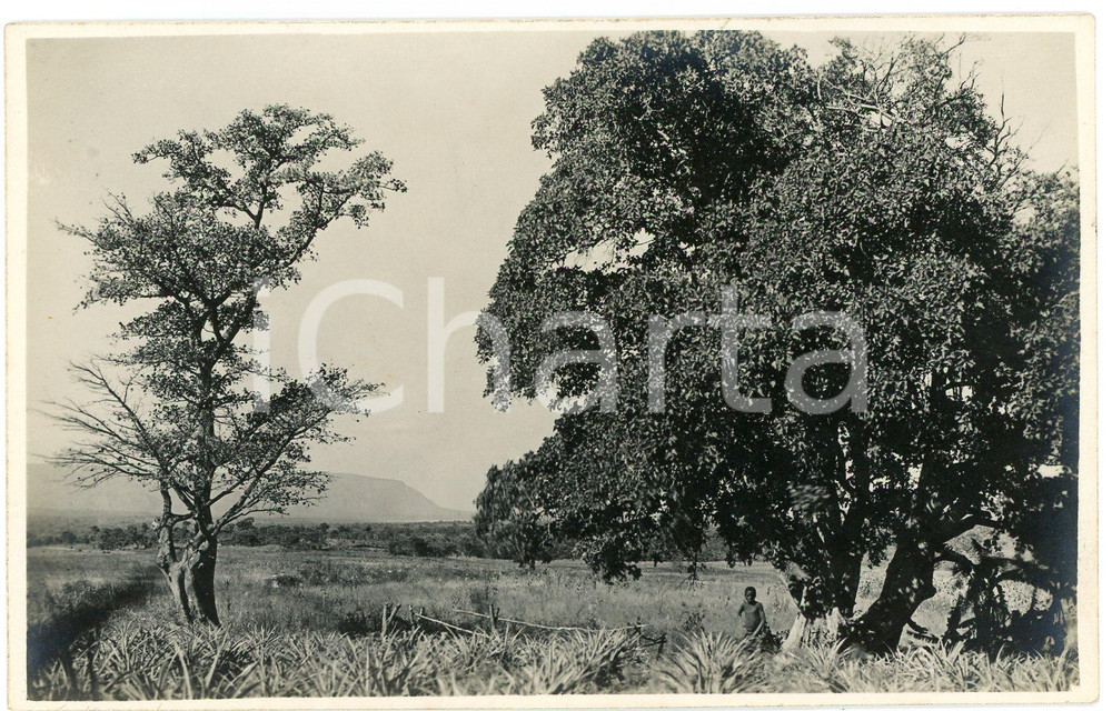 1930 ca CONGO BELGE - Indigène dans la végétation - Photo Léopold GABRIEL Fotografia originale d'epoca, in formato cartolina postale.FOTOGRAFO: L&eacute;opold Gabriel - Panda - Katanga  GOOD/buono  Formato: 9x14 cm originale e autentica 1