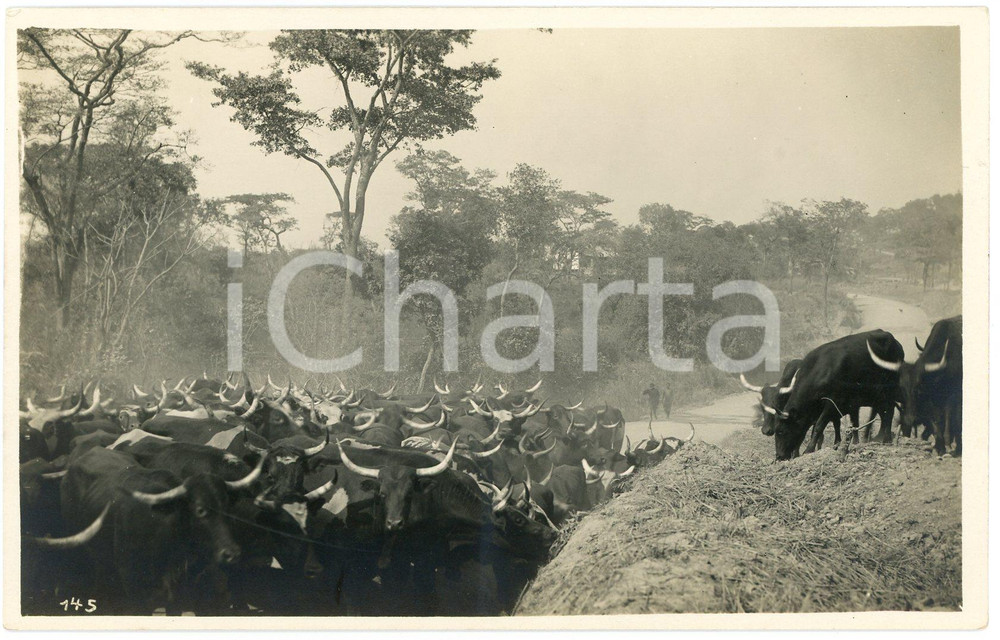 1930 ca CONGO BELGE - Troupeau de bétail - Photo Léopold GABRIEL n° 145 Fotografia originale d'epoca, in formato cartolina postale.FOTOGRAFO: L&eacute;opold Gabriel - Panda - Katanga  GOOD/buono  Formato: 14x9 cm originale e autentica 1