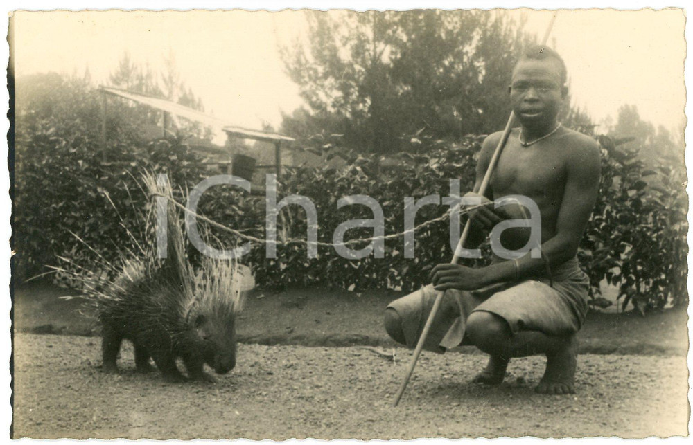 1930 ca CONGO BELGE Indigène avec hérisson - Photo 14x9 cm Fotografia originale d'epoca, in formato cartolina postale. GOOD/buono  Formato: 14x9 cm originale e autentica 1