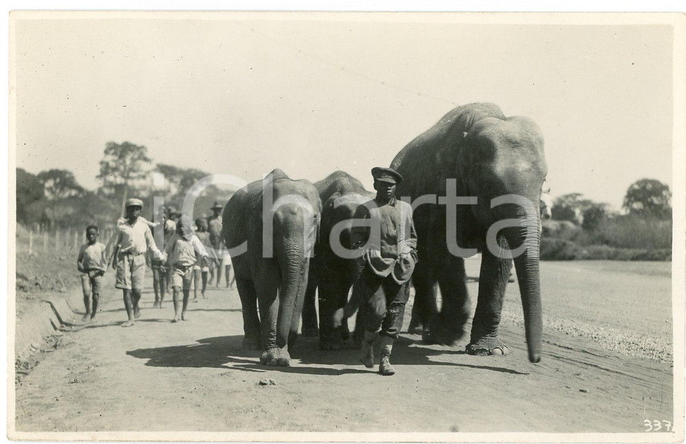 1929 CONGO BELGE - KATANGA - Gardien avec éléphants *Photo Léopold GABRIEL 337 Fotografia originale d'epoca, in formato cartolina postale.FOTOGRAFO: L&eacute;opold Gabriel - Panda - Katanga  GOOD/buono  Formato: 14x9 cm originale e autentica 1