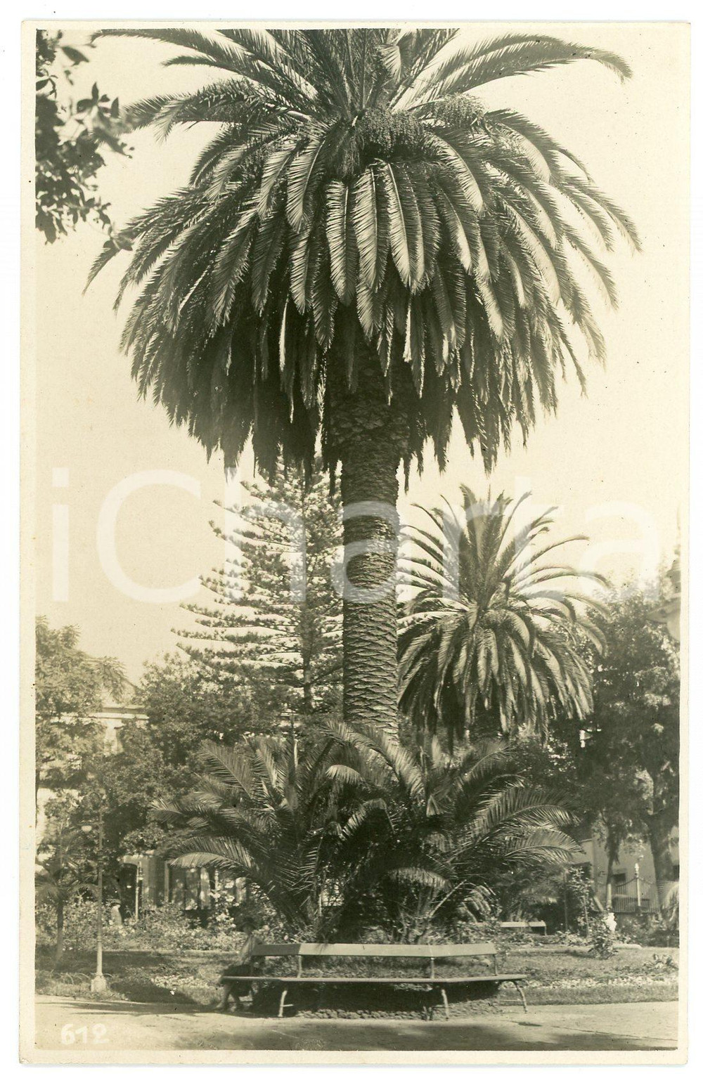 1930 CONGO BELGE - ELISABETHVILLE (?) Jardins *Photo Léopold GABRIEL 612 Fotografia originale d'epoca, in formato cartolina postale.FOTOGRAFO: L&eacute;opold Gabriel  GOOD/buono  Formato: 9x14 cm originale e autentica 1