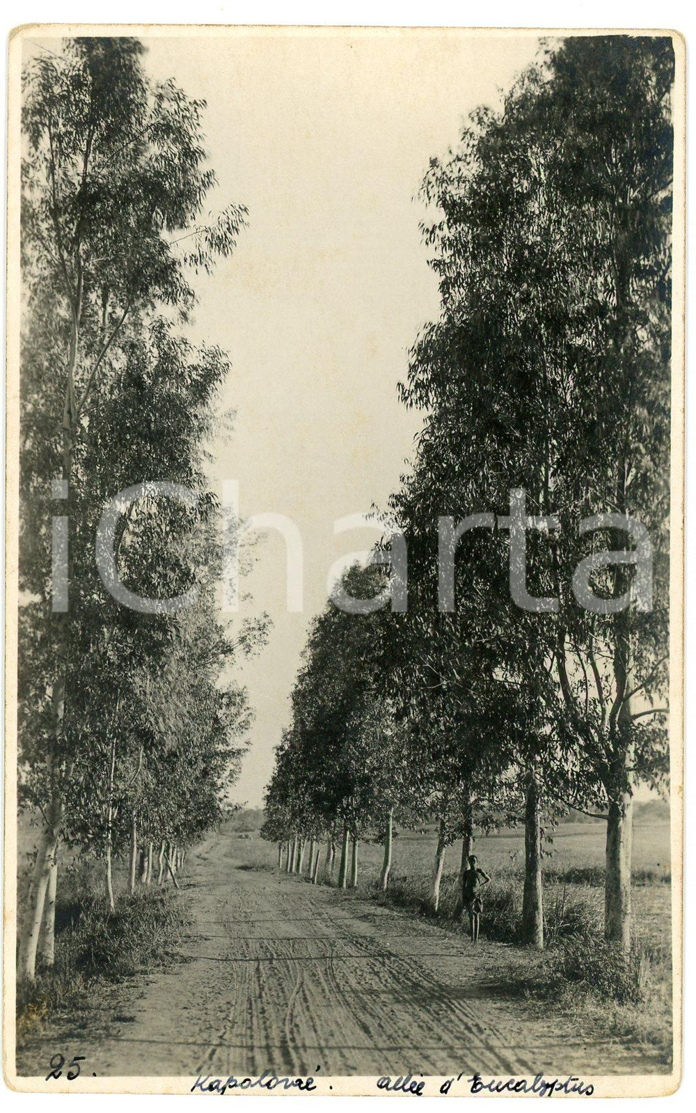 1930 ca CONGO BELGE KATANGA - KAPOLOWE - Allée d'eucalyptus *Photo L. GABRIEL 25 Fotografia originale d'epoca, in formato cartolina postale.FOTOGRAFO: L&eacute;opold Gabriel - Panda - Katanga  GOOD/buono  Formato: 9x14 cm originale e autentica 1