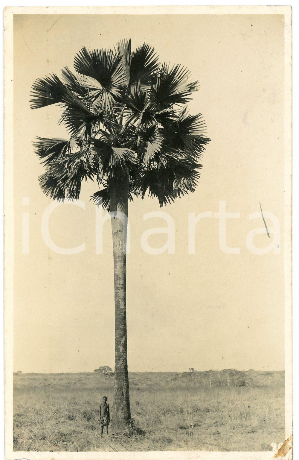 1930 ca CONGO BELGE - KATANGA - Haut palmier *Photo L. GABRIEL 26 Fotografia originale d'epoca, in formato cartolina postale.FOTOGRAFO: L&eacute;opold Gabriel - Panda - Katanga  FAIR/discreto lievi macchie al lato destro Formato: 9x14 cm originale e autentica 1