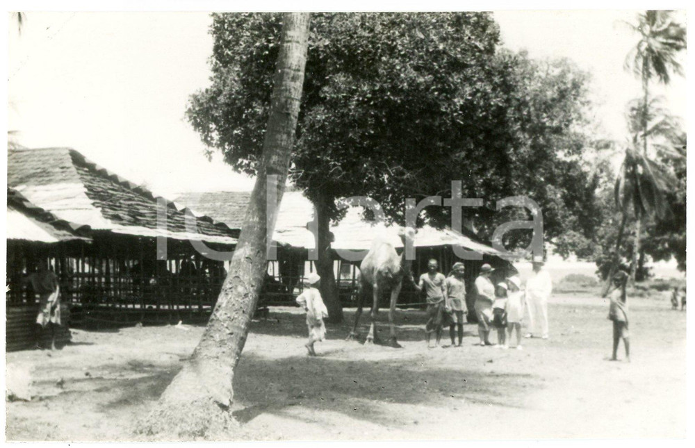 1935 ca CONGO BELGE Indigènes avec dromadaire - Photo 14x9 cm Fotografia originale d'epoca, in formato cartolina postale. GOOD/buono  Formato: 14x9 cm originale e autentica 1