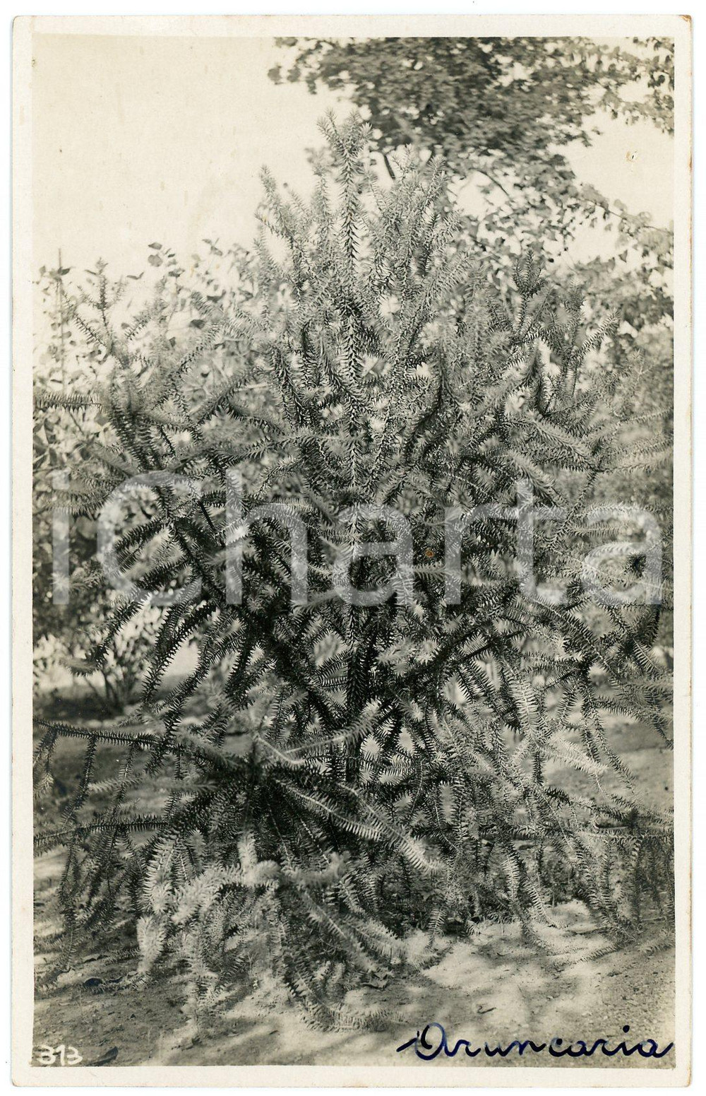 1930 ca CONGO BELGE - KATANGA - Araucaria ^Photo L. GABRIEL n° 313 Fotografia originale d'epoca, in formato cartolina postale.FOTOGRAFO: L&eacute;opold Gabriel - Panda - Katanga  GOOD/buono  Formato: 9x14 cm originale e autentica 1
