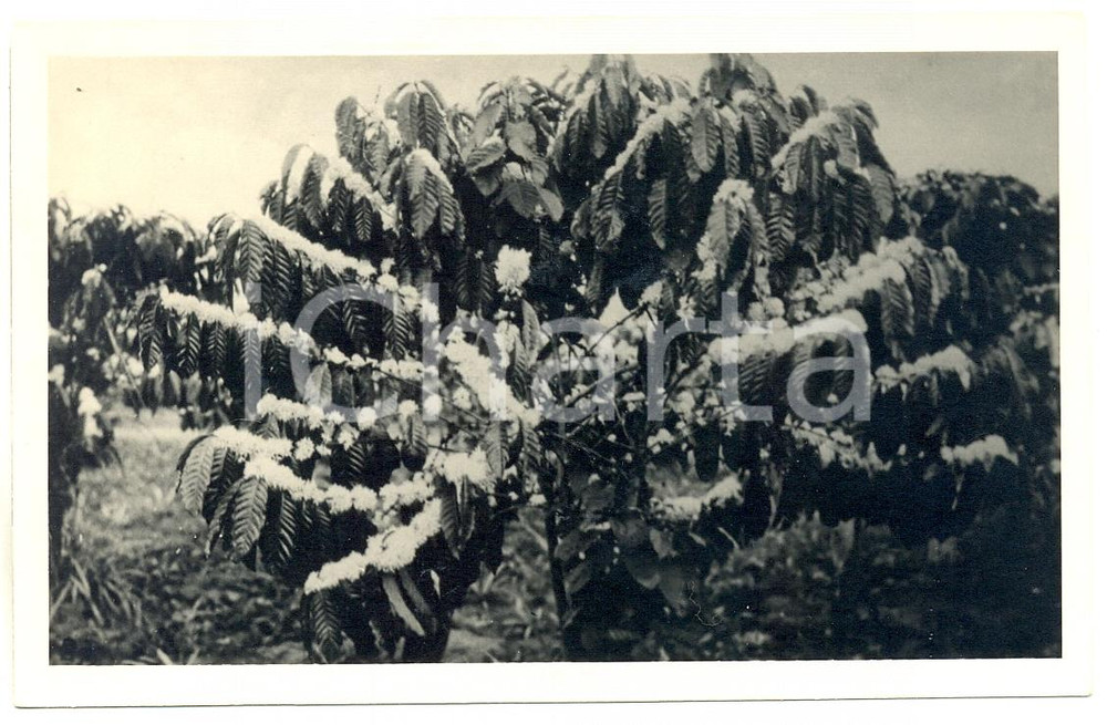 1930 ca C. ZAGOURSKI «L'Afrique qui disparaît» Caféier en fleurs - Postcard  Fotocartolina postale d'epoca, appartenente alla serie &laquo;L'Afrique qui dispara&icirc;t&raquo; del fotografo Casimir Zagourski (L&eacute;opoldville).Non viaggiata.Al verso timbro: "Henri Nicaise Photographe - Namur"CONDIZIONI: GFORMATO: 14x9 cm     originale e autentica 1