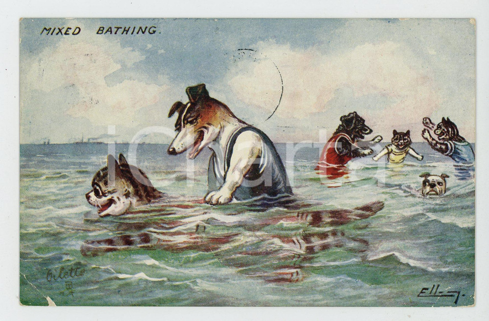 1910 ANIMALS Mixed bathing - Dogs and cats at the sea ANTHROPOMORPHIC Postcard  Cartolina postale d'epoca, viaggiata. POOR/danneggiato profonda piegatura e sbrecciatura all'angolo inferiore sinistro Formato: 14x9 cm originale e autentica 1