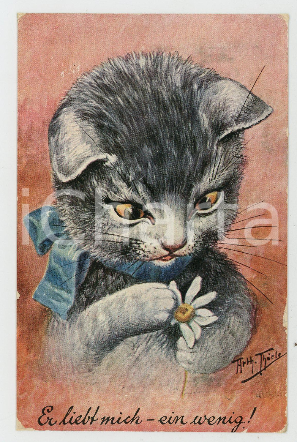 1910 ca Artist Arthur THIELE Kitten with daisy ILLUSTRATED Postcard FP NV  Cartolina postale d'epoca, non viaggiata. POOR/danneggiato Sbrecciature ai margini, estese abrasioni e residui di incollatura al verso  originale e autentica 1