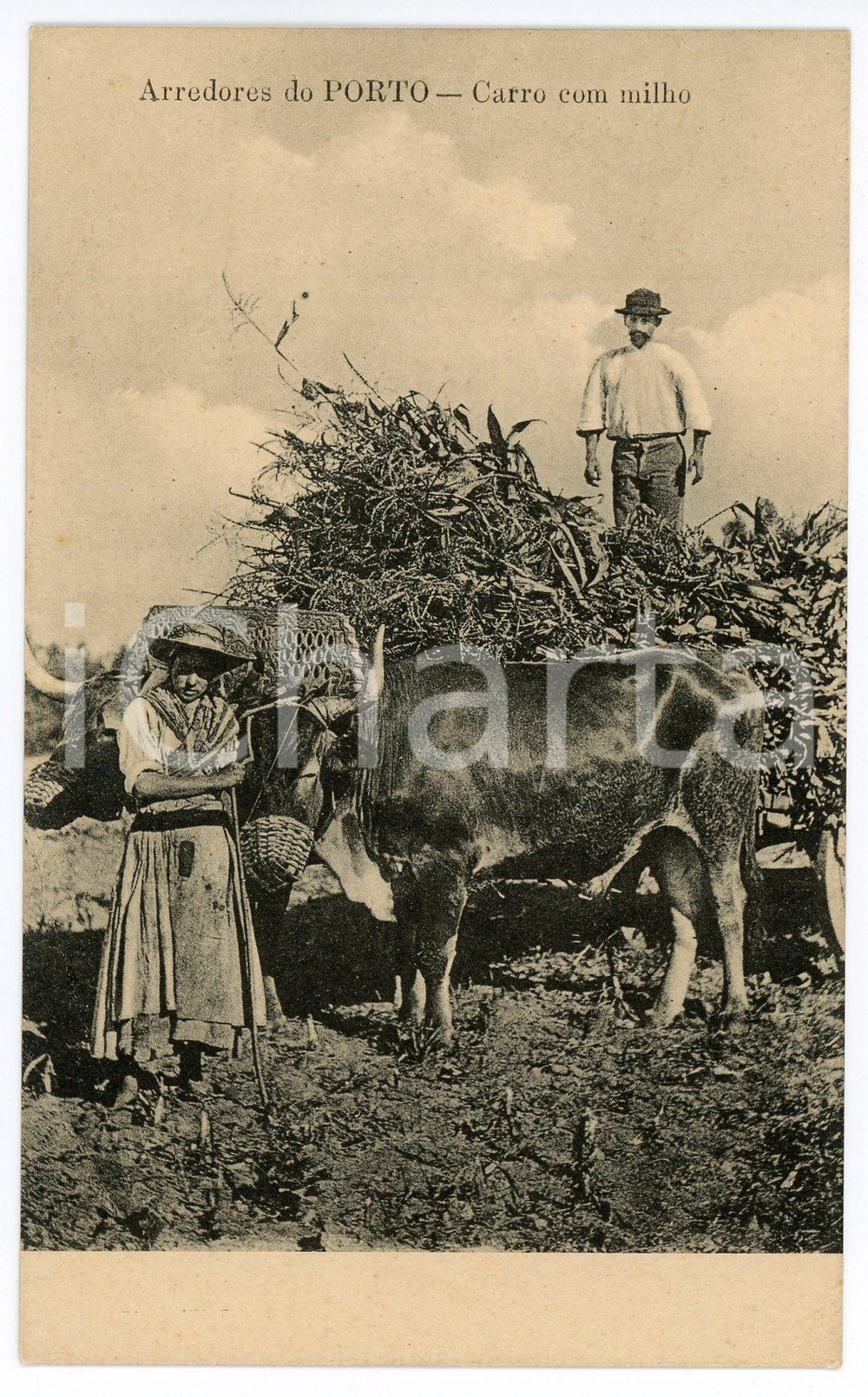 1910 ca PORTUGAL Arredores do PORTO Carro com milho - Bilhete postal FP NV  Cartolina postale d'epoca, non viaggiata.CONDIZIONI: FAIR FORMATO: FP    originale e autentica 1