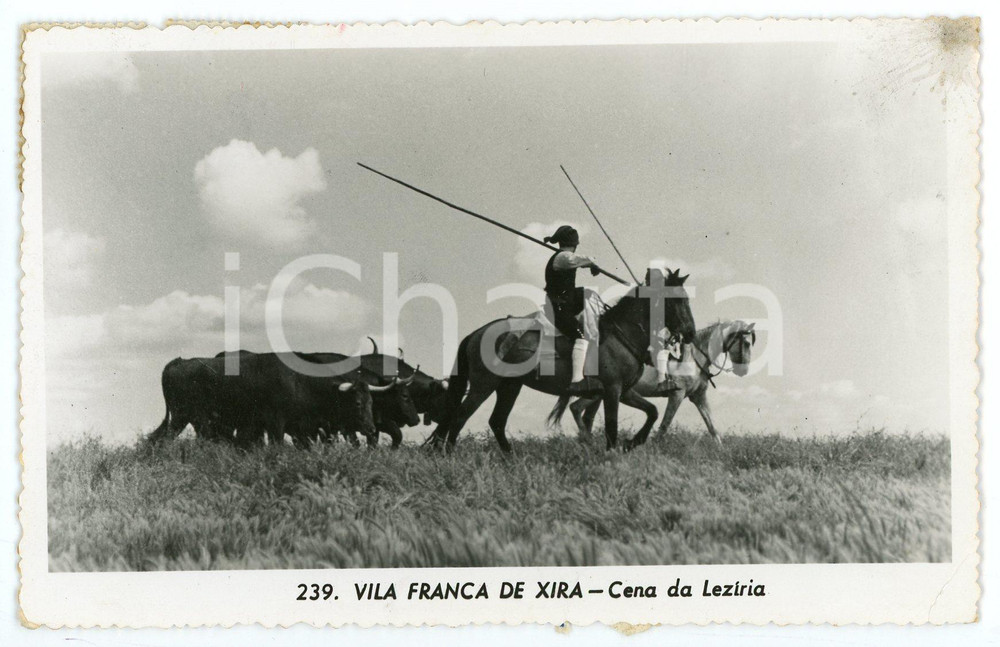 1955 VILA FRANCA DE XIRA (PORTUGAL) Cena de Leziria - Bilhete postal FP VG  Cartolina postale d'epoca, viaggiata.CONDIZIONI: FAIR (profonda piegatura all'angolo inferiore destro) FORMATO: FP    originale e autentica 1
